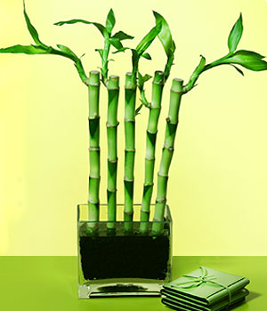  Ankara iek servisi , ieki adresleri  Good Harmony Lucky Bamboo camda