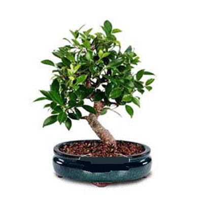 ithal bonsai saksi iegi  Ankara dikimevi iek siparii sitesi 