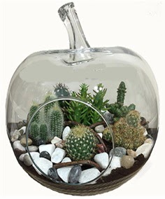 Terrarium tanzim elma camda 5 kakts  Ankara dikimevi iek siparii sitesi 