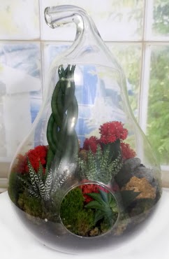 5 adet kakts orta boy armut terrarium  Ankara dikimevi iek siparii sitesi 