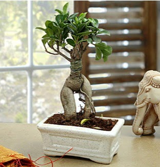 Marvellous Bonsai ginseng  Ankara dikimevi iek siparii sitesi 