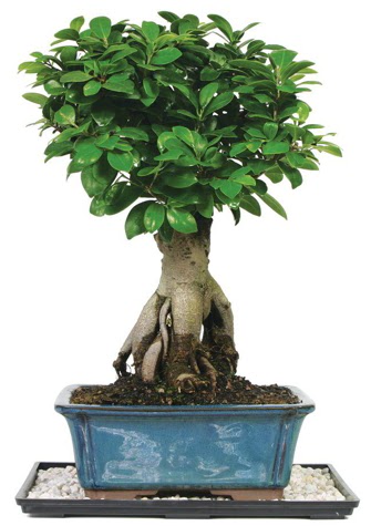 Bonsai Ginsing Grafted Ficus Bonsai  Ankara Abidinpaa ieki telefonlar 