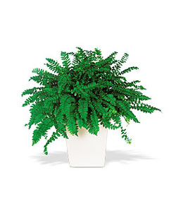  Ankara internetten iek siparii  Decorative Fern ask merdiveni