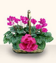  Ankara cicek , cicekci  Double Cyclamen sepette