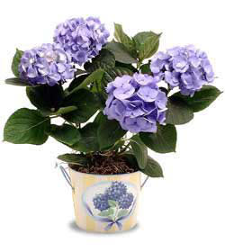  Ankara iek servisi , ieki adresleri  Hydrangea Plant ortanca