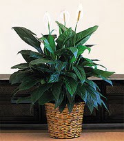  Ankara Cebeci iek online iek siparii  Large Spathiphyllum