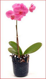  Ankara Cebeci iek maazas , ieki adresleri  Phalaenopsis Orchid Plant