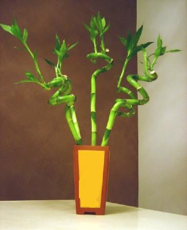 Lucky Bamboo 5 adet vazo ierisinde  Ankara kzlay iekiler 